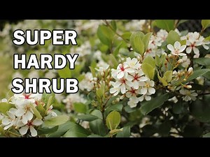 COSMIC WHITE™ Raphiolepis has clean foliage and bigger white flowers | Ozbreed Hardy Exotic Range