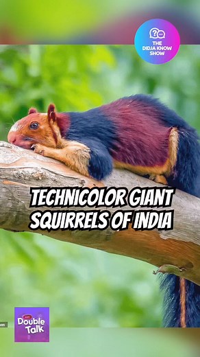 These giant rainbow squirrels are only found in India 🌈 🐿️ #TheDidjaKnowShow #didyouknow #trivia #funfacts #india #animals #animalsoftiktok #rainbow #multicolor #technicolor #squirrel #squirrelsoftiktok | Hannah and Cailin Loesch