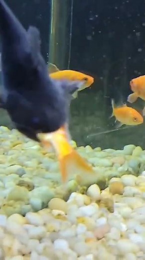 This Is How Fish Kiss! 😱