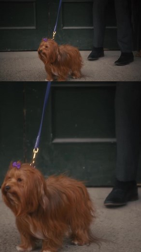 Watch Murdoch Mysteries: Unraveling Troubling Secrets