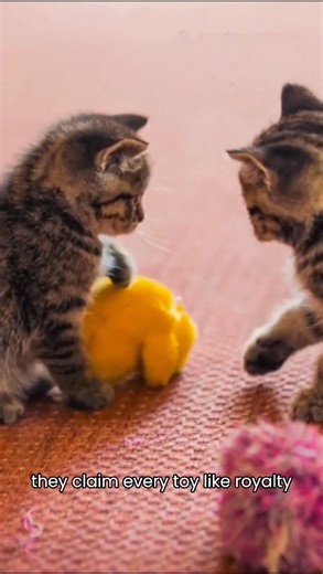 cute kittens adorable video #cat #kitten #catvideos #catlover #cuteanimals #pets #trending #shorts