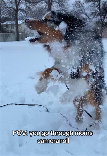Aussie Dog Mom's Endless Picture Collection