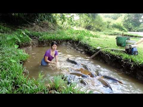 How to Catch Big Fish: Proven Fishing Tips, Harvesting Big Catfish In Mud Water | Nguyet Fishing