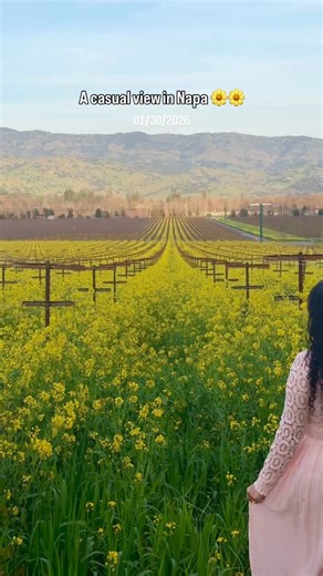📍Location Details 👇 We were driving through the Napa Valley road and found all the spring blooms just by the side of the road!! 📌Sleepy Lady Vineyard has beautiful views of the flowers and views of the Vineyard!! Napa, Napa blooms, Napa flowers, super bloom Napa #Napa#napavalley#superbloom | Wanderingcreatormeghana