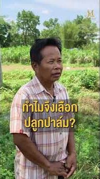 ทิ้งยางพารามาปลูกปาล์มดูแลง่าย ได้ผลระยะยาว เก็บเกี่ยวได้อีกหลายปี