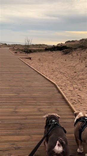 What Dogs Think on Walks: A Bulldog's Perspective