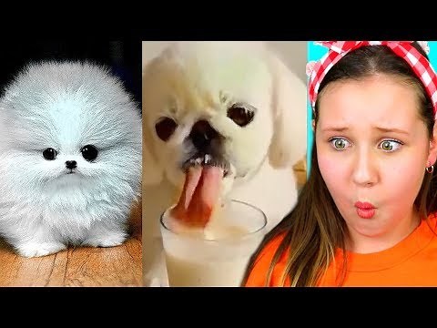 Try Not To Say AWW Challenge!!! (You Will Lose)