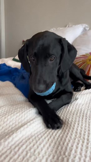 can you tell he was sleepy 😂 morrie is an 8 month old black lab 🐾 (7192377331292376362) | Tuesdays Wmorrie