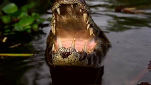 48K views · 1.8K reactions | You are what they eat. #MonsterWeek | Animal Planet | Facebook