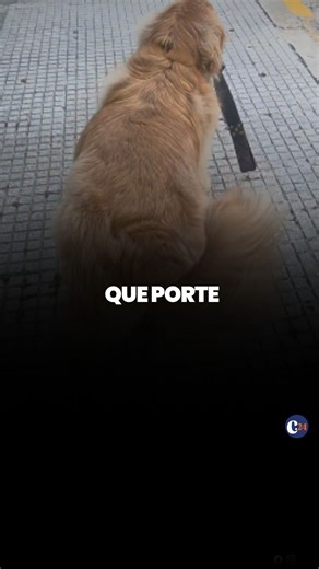 🤣 Podran caminar con ese flow? 🎥 lilogoldendesante #goldenretriever #humor #humorviral | Diario Capital24