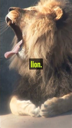 Crazy Facts About Mosbach Lion #shorts #viralshorts #trendingshorts #mosbach #lion #youtubeshorts