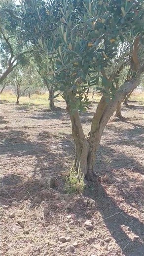 zeyrinlikte sulama öncesi toprak işleme