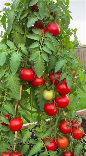 Grow plenty of tomatoes with this simple method