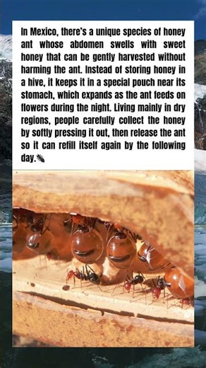 Mexico’s Honey Ant Stores Sweet Nectar Inside Its Own Body 🇲🇽