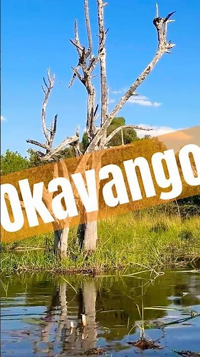 Epic Okavango Safari | 4K Slow TV #okavango #Safari #Africa #4KNature #SlowTV #Travel #Wildlife
