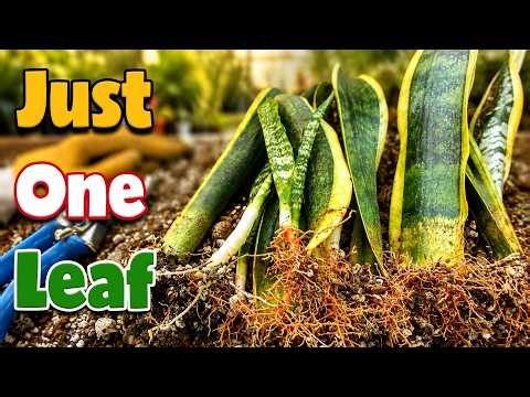 How to Propagate Snake Plant from Leaf Cuttings?