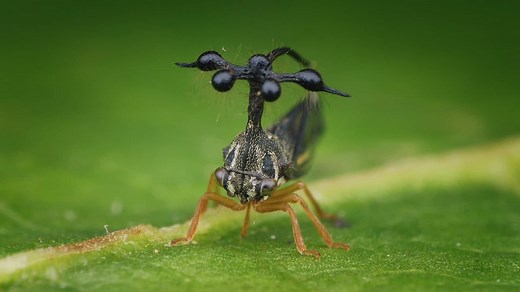This little treehopper has a song that humans usually can’t hear – but you can listen to it now