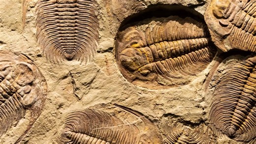 Did you know trees may have caused a mass extinction when they evolved? 🌴 A new #Geology study suggests that an increase in productivity likely casued the widespread ocean anoxia (or ocean oxygen depletion) that contributed to the Late Devonian Mass Extinctions. What caused the increase in productivity? Well, this and many other studies point to the spread of trees on land. Trees and roots had evolved and rapidly spread in the Devonian, dramatically increasing rates of continental weathering an