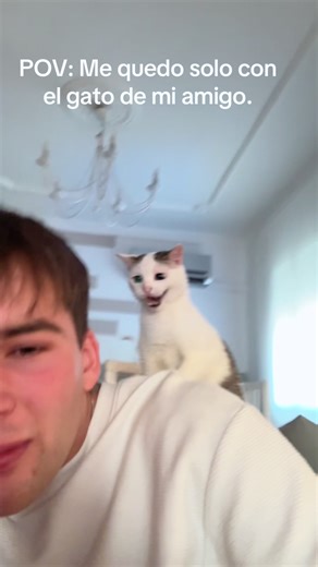 Transforming Cats: From Angelic to Demonic Behavior