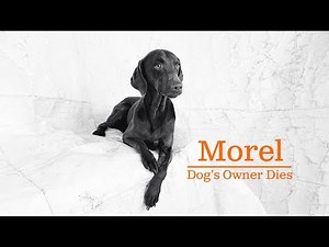 Lost Her Owner, Surrendered to Shelter: Can You Open Your Heart to Morel?