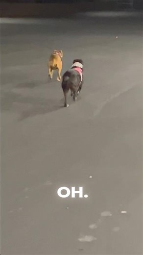 WHO WON?🏆 Quick acceleration test after 2 mile walk 🏃 #cwhite #bsd #bullherders #hybriddogs #race