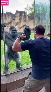 Gorilla Joins Flexing Contest! Watch a gorilla and a man have a hilarious flex-off at the zoo! #fblifestyle #AI Generated using Kling AI . . . (For entertainment purposes only. Consult professionals if guidance on activities is presented. No brand affiliation is implied if any are shown. If inspired by true events, creative adaptations may be included. Content may include public footage.) | Fabiosa Philippines