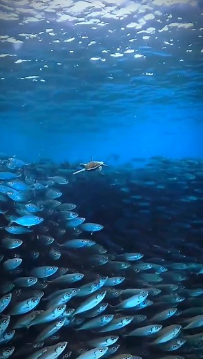 4.8K views · 89 reactions | Ocean Diver The Hidden World #coralreef #underwater #natur #oceanlife #cleanershrimp #morayeel #scubadiving #symbiosis | Frank Cunningham | Facebook