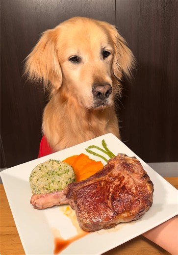 Mi menú de hoy 🐾💛 De entrada: arroz con pepino, huevo y brócoli 🥒🥦🥚 Plato principal: tomahawk a punto, arroz yamaní con brócoli, puré de zanahoria y zapallo, espárragos al vapor 🥩🍚🎃🥕🌱 De postre: carrot cake saludable, yogurt de leche de búfala, moras y arándanos 🥕🫐 Para beber: agua detox de pepino 🥒 #goldenretriever #dogeating #dogfood #dogmom #fyp