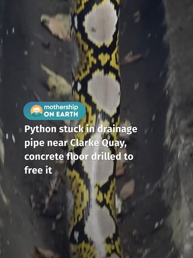 What to Do If You Encounter a Snake in Public