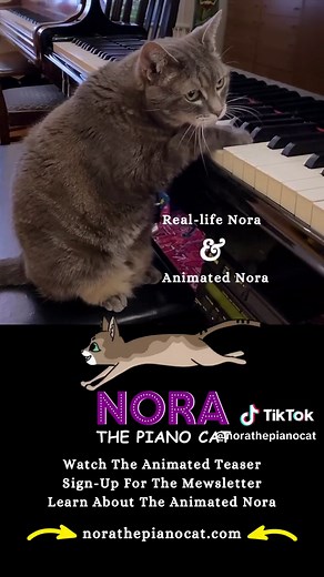 Nora The Piano Cat on TikTok