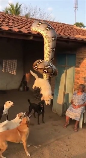 Python vs Pet 🐍🐶