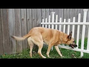 Zippity Madison Vinyl Fence Assembly and Installation (blind dog fence)