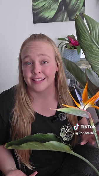 Strelitzia reginae vs nicolai — différences et floraison expliquées