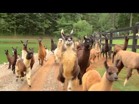 Llamas on the Loose