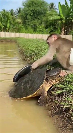 Tiny Hero: Brave Monkey Rescues Duckling From Snapping Turtle! 🐒🦆 #AnimalRescue #BraveMonkey #Cute