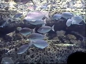 Atlanta Aquarium - Atlanta, Georgia