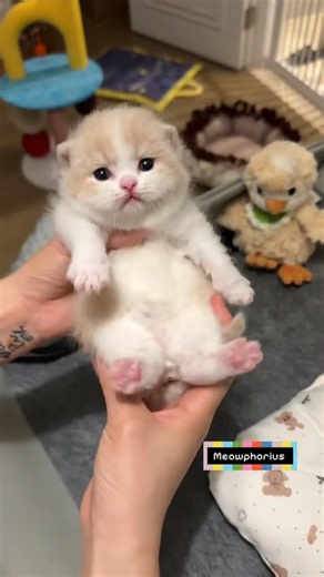 This kitten's tube exploration is peak cuteness #kitten #adorable #cat
