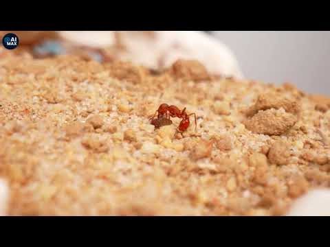 Running an Ant Colony Simulation for 1000 Days