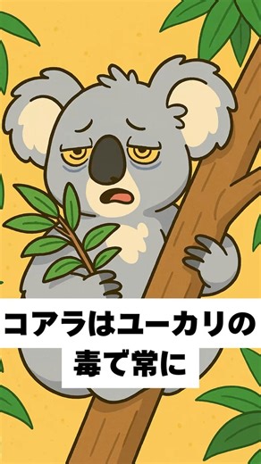 コアラの面白い雑学 #雑学 #voicevox #shorts #ショート動画 #コアラ #雑学 #アニメ #豆知識