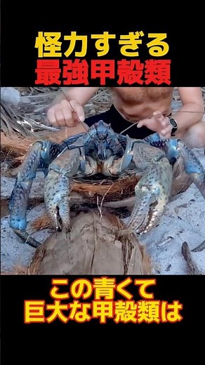 [Superhuman Strength] How strong are coconut crabs? Introducing their surprising ecology #Creatur...