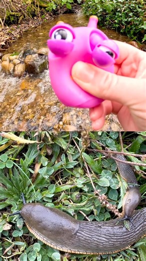 Bug Insect Names | Kids Learn at the Waterfall: Slug Ant Ladybug Cricket Beetle