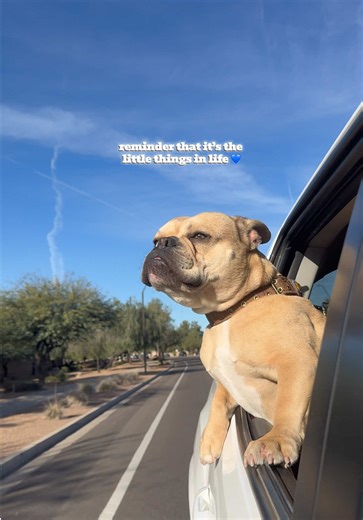 Boy Enjoys Breeze & View with Bulldog