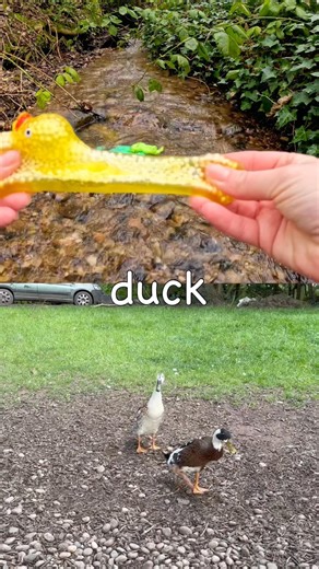 Kids Learn | Animal Names at the Stream: Hyena Frog Axolotl Emu Duck