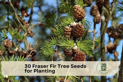 30 Fraser Fir Tree Seeds for Planting - Etsy