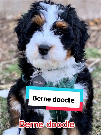 The Bernedoodle: A Controversial Poodle Mix Trend