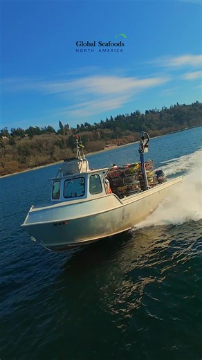 Dungeness crab season rush in Puget Sound — boats moving fast, pots going overboard, and crews working with precision as the most anticipated shellfish season of the year gets underway. Captured on DJI Avata, flying low over the water and following the action from above. You can see the full speed of commercial crabbing — setting gear, navigating tight lines, and racing the tide. This is real Pacific Northwest seafood harvesting, where timing, skill, and experience matter. Dungeness crab from Pu