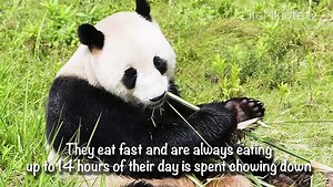Panda Facts