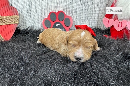 December - Havapoo Puppy 9225D2