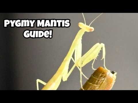 Egyptian Pygmy Mantis Care Guide - Miomantis Paykullii | Spooderpods