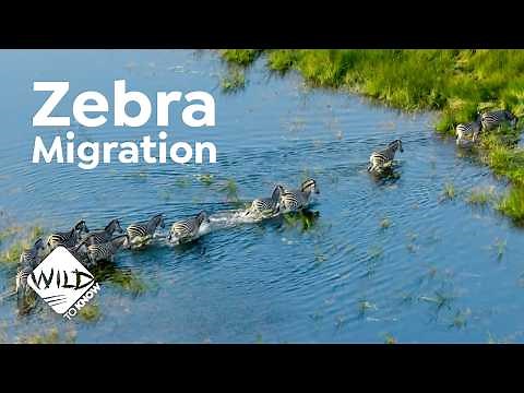 Zebra Migration - Incredible Journey Through the Okavango Delta